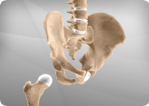 Hip Anotomy